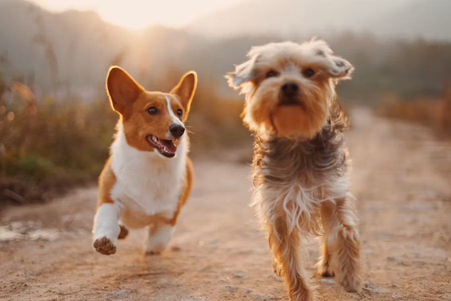 犬の消化器をサポートするフードの選び方｜お腹が弱い犬の食事ポイント