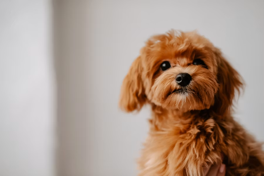 犬の栄養補給に使える市販品は？食欲がないときの商品選び