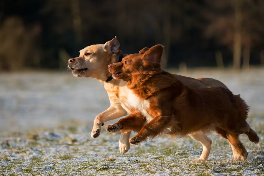 犬の腎臓ケアフードの選び方｜確認したい栄養成分と注意点