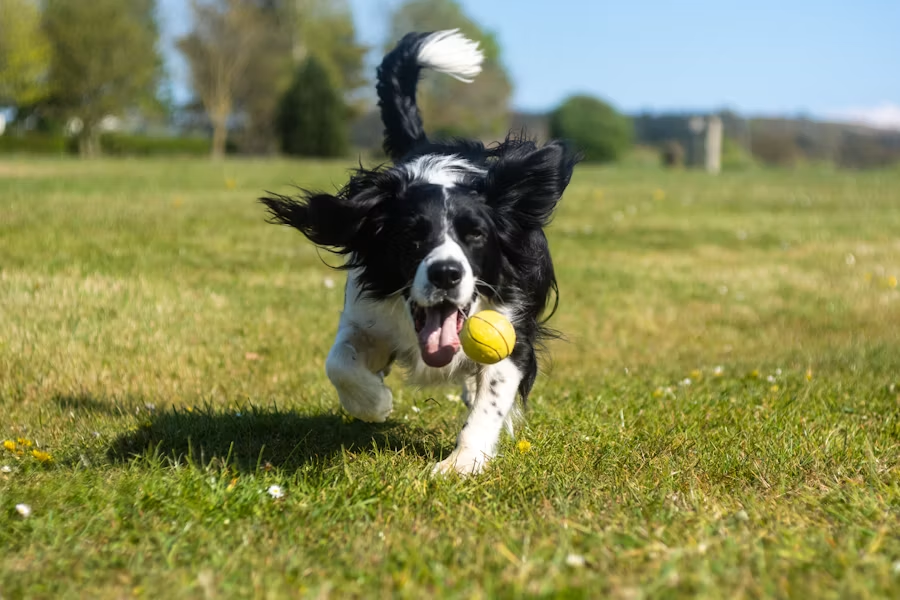 犬が腎臓病と診断されたら食事はどうする？フード選びの基本
